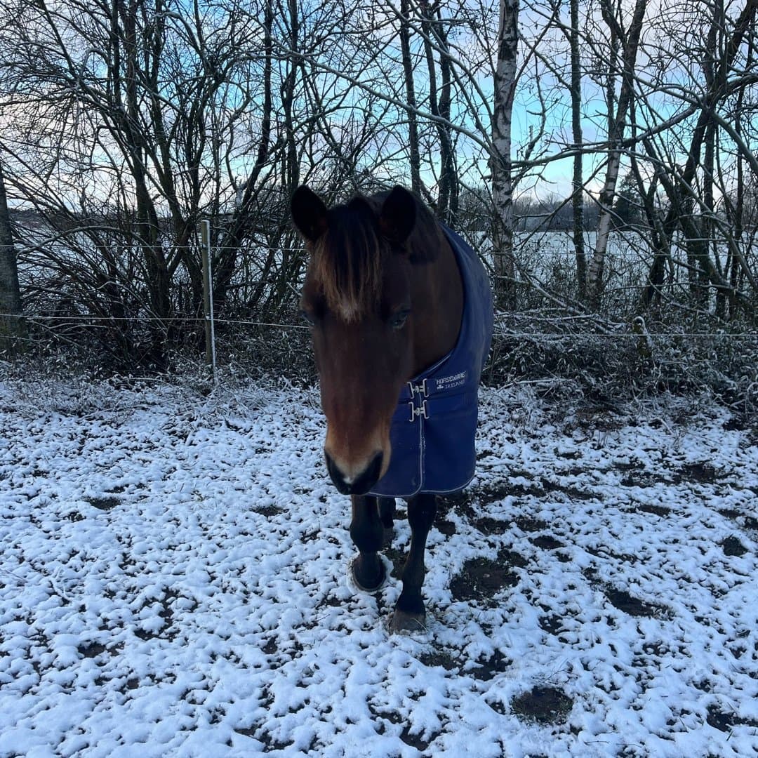 Bild 1 av Hillbrook Lady