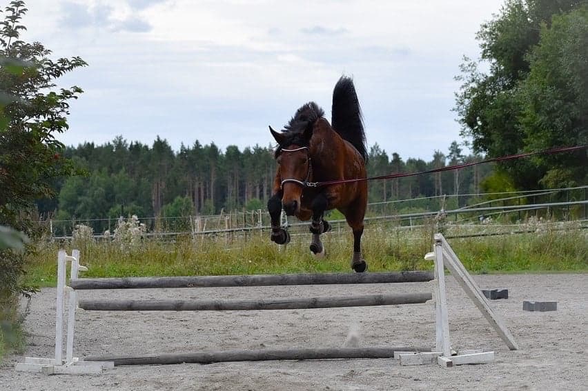 Bild 1 av Bottnas Balety