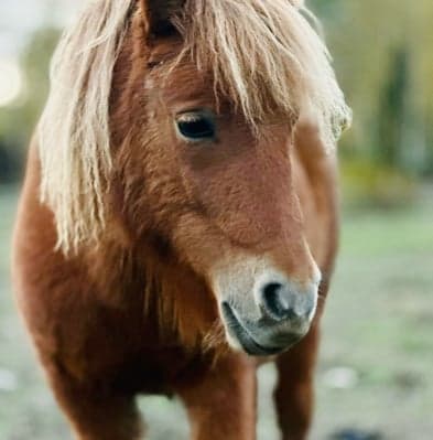 Bild 1 av Roshems Rosalind