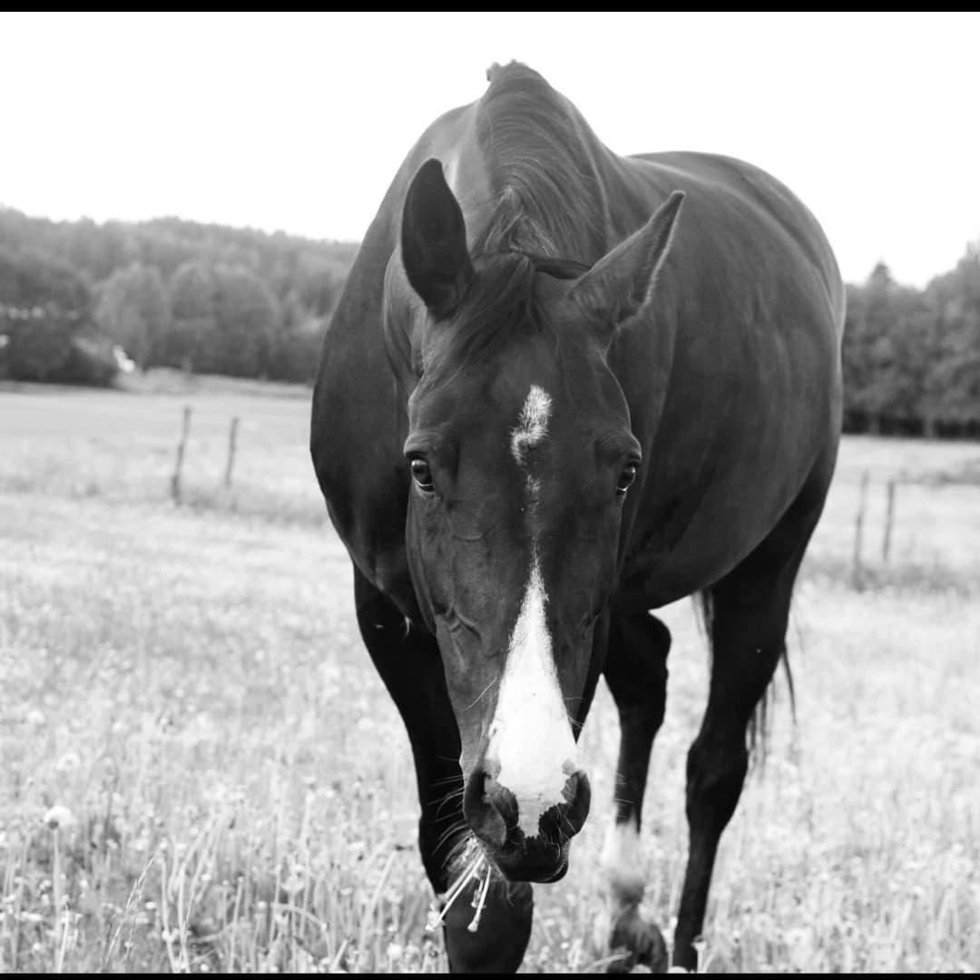 Bild 1 av HARLEY QUIN