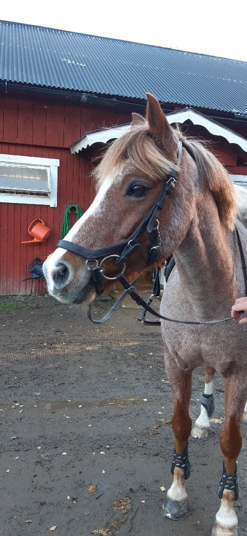 Media 1 av Kulltorps Oasis