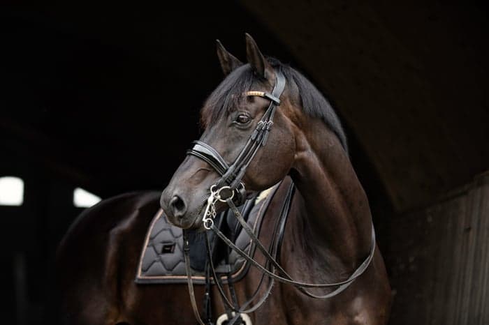 Media 1 av Heilines donaurebel