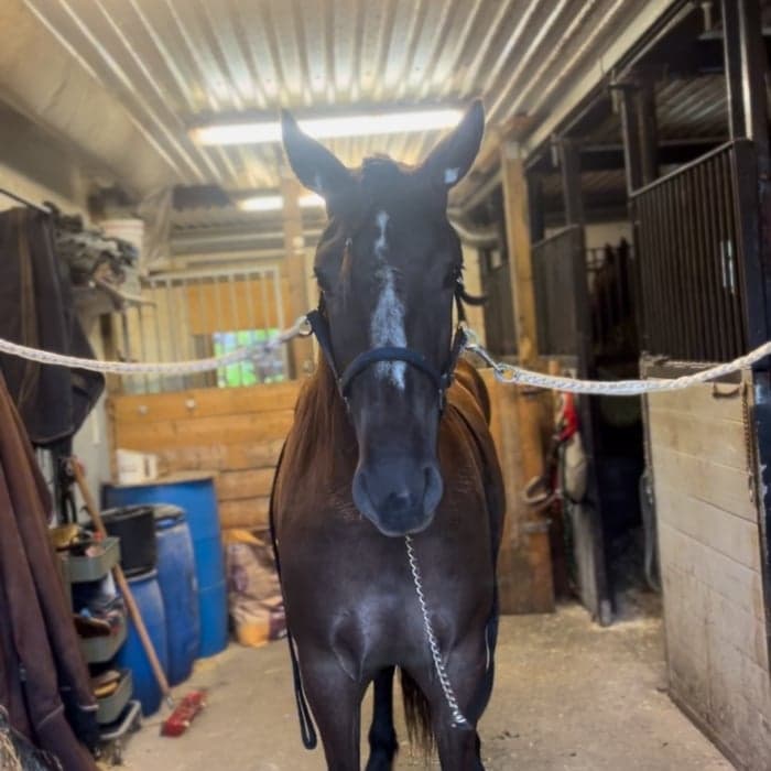 Media 1 av Månpärla C.G.