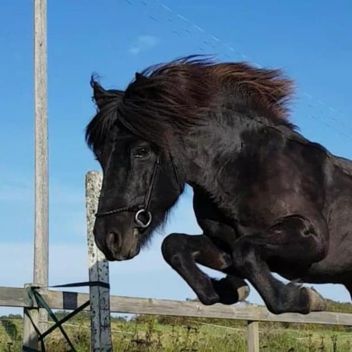 Media 1 av Serkur från smedjegården