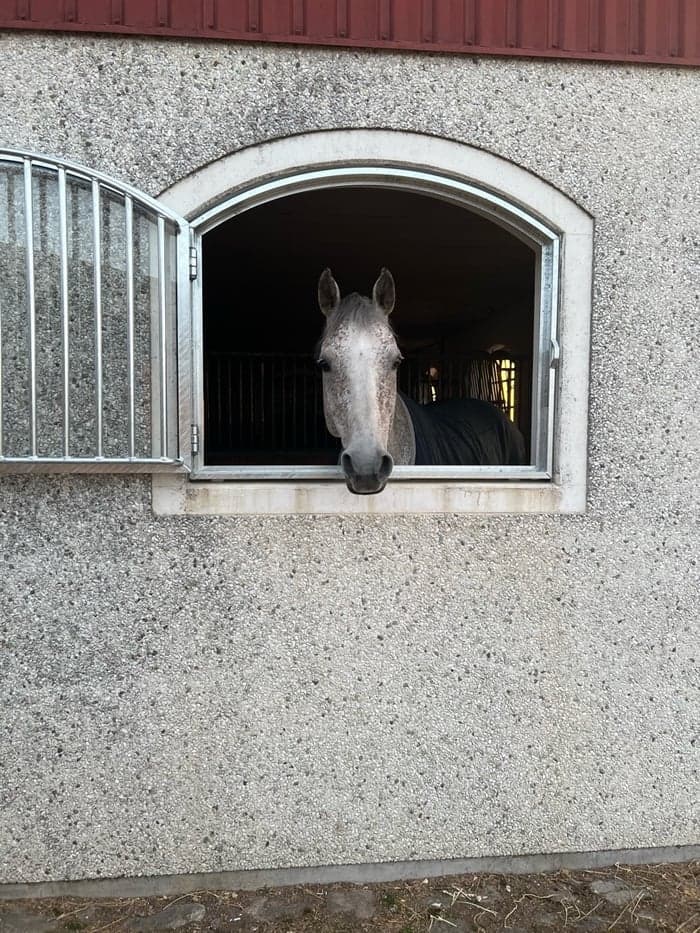 Media 1 of Cha Cha SH