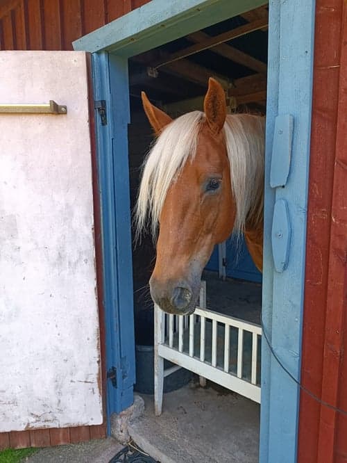 Bild av Quartervalack