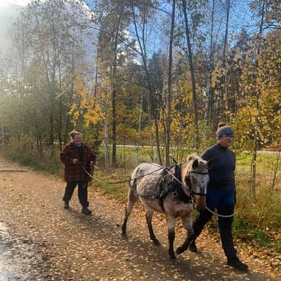 Inlägg 14 av Allround med titeln Inkörning av nästa generation brukshäst