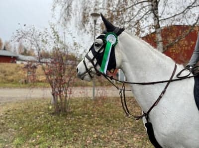 Inlägg 35 av Hoppning