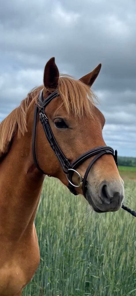 Bild 4 av Skorpan Lejonhjärta