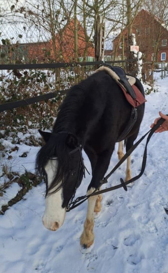 Media 5 av Dream pony - wonderful young Welsh mare, black
