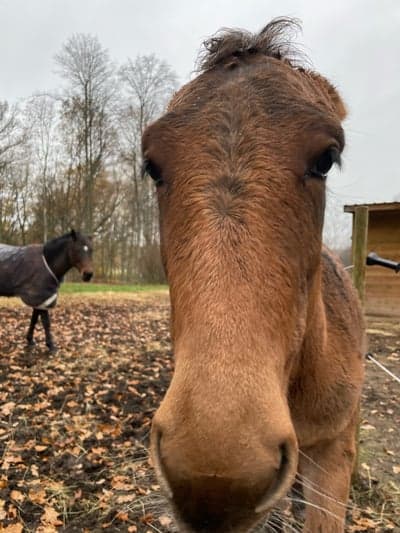 Inlägg 5 av Mula med titeln Bruno sur 🥸