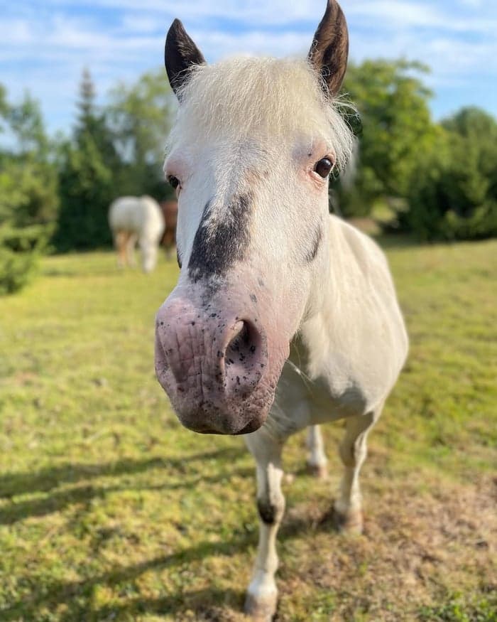 Media 5 av Hyr en häst/ponny under höst- & vinterperiod eller helår