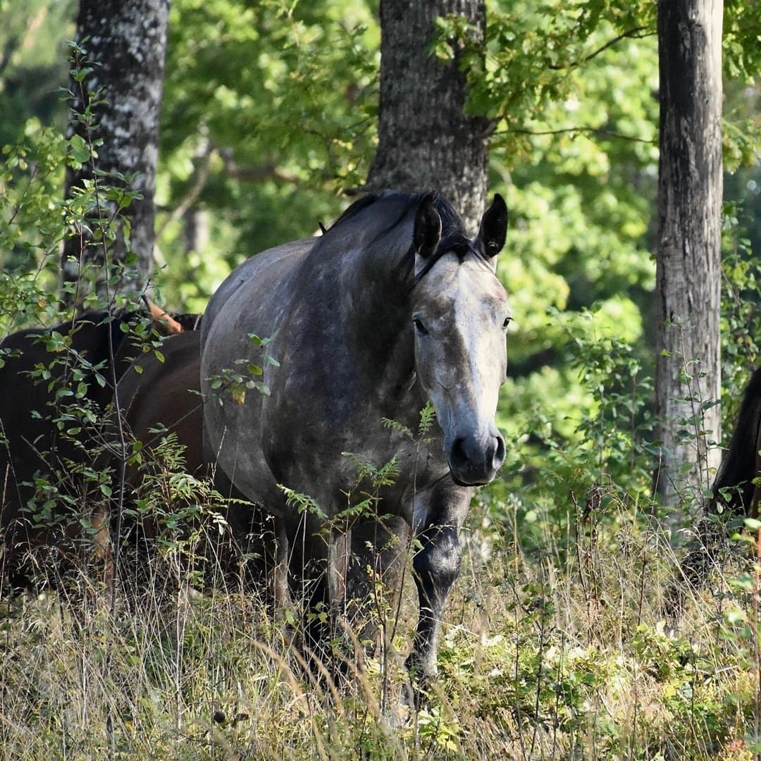 Bild 1 av Saint Kitts K2 (F.2)
