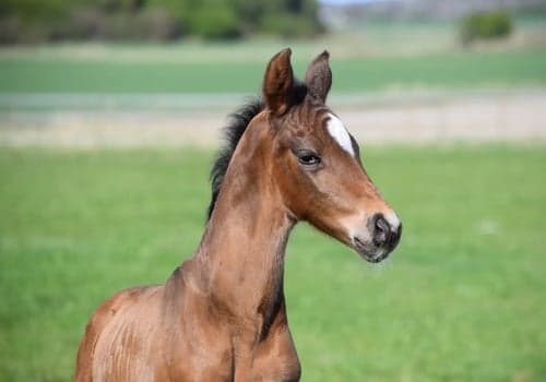 Image of Fantastiskt trevlig, snygg & välstammad hingst e.Skyline to B f-25