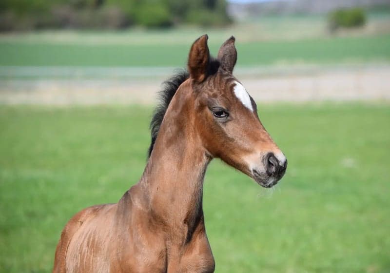 Bild 4 av Skyheart MVG