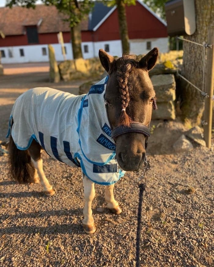 Media 1 av Pepper 254