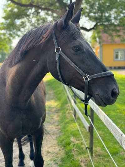 Inlägg 6 av Trickridning med titeln Semester!🏖️