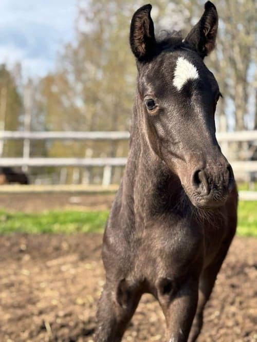 Bild av Blivande C-ponny e: Quintus 