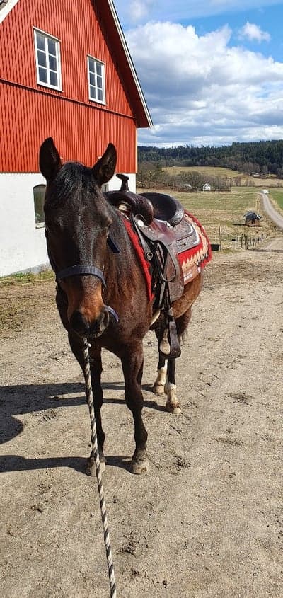 Inlägg 14 av Avel med titeln Första sadeldagen!