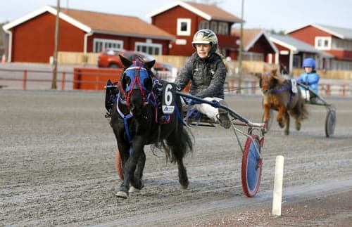 Image of Ponny med mycket utveckling kvar lämplig till travskola
