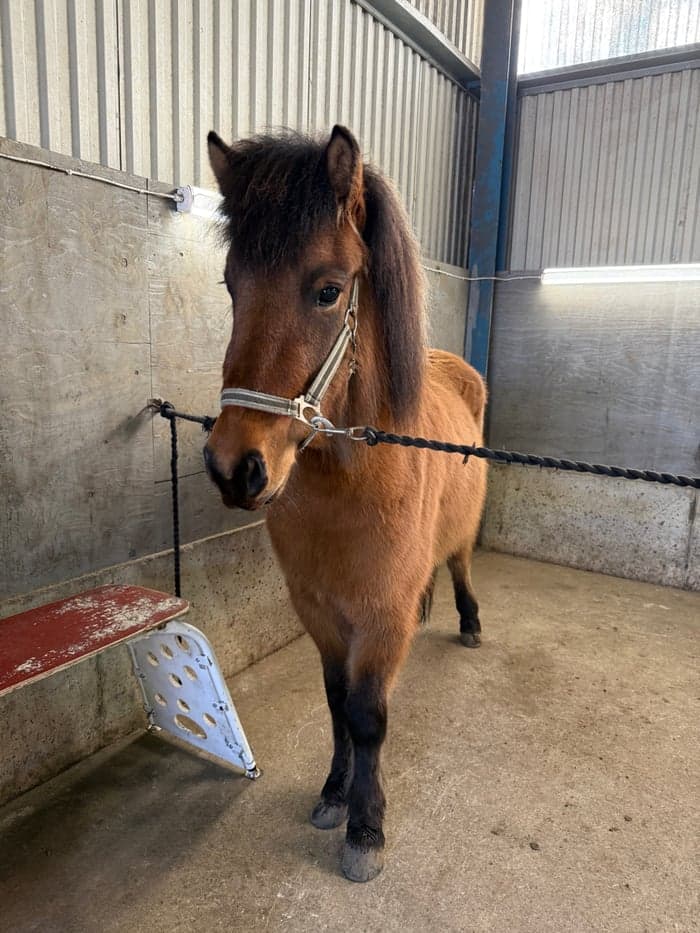 Media 1 av Aska från Bergavallen