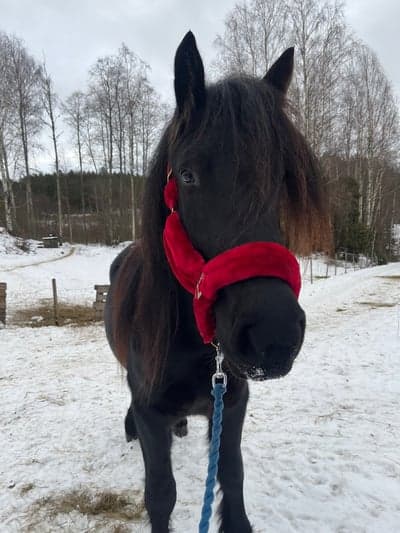 Post 5 of North Swedish Horse