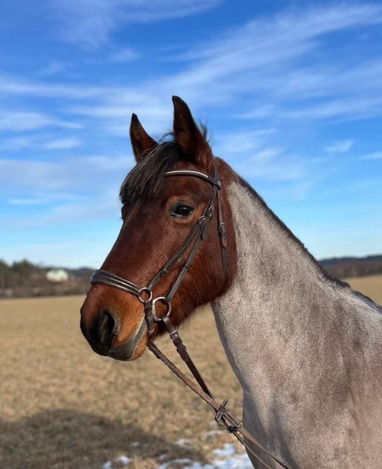 Bild 1 av Sto f.12 e. Bingo Bell