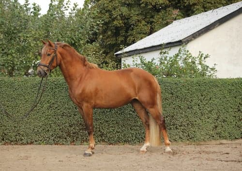 Image of 3 årig multitalang med fantastiska gångarter