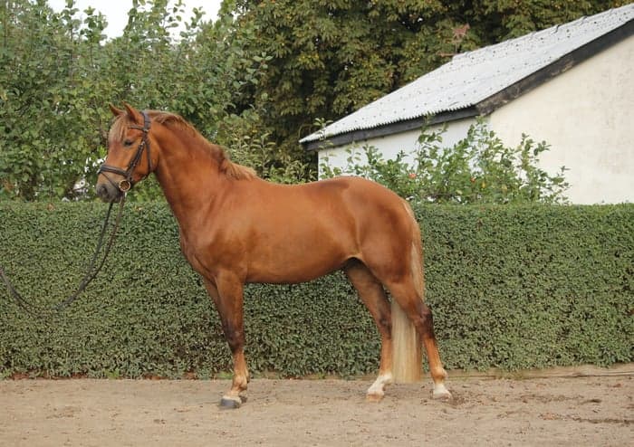 Media 2 av ZZ Prince