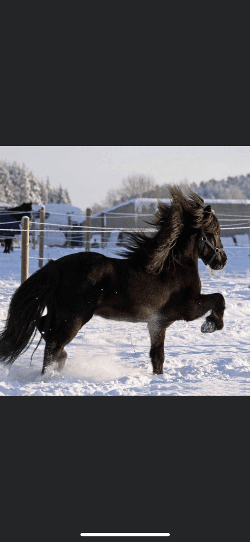 Media 1 of Darri frá Kleiva