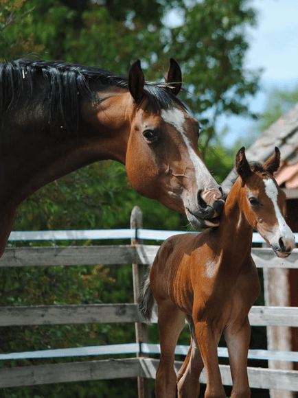 Media 4 av Pagila MVG