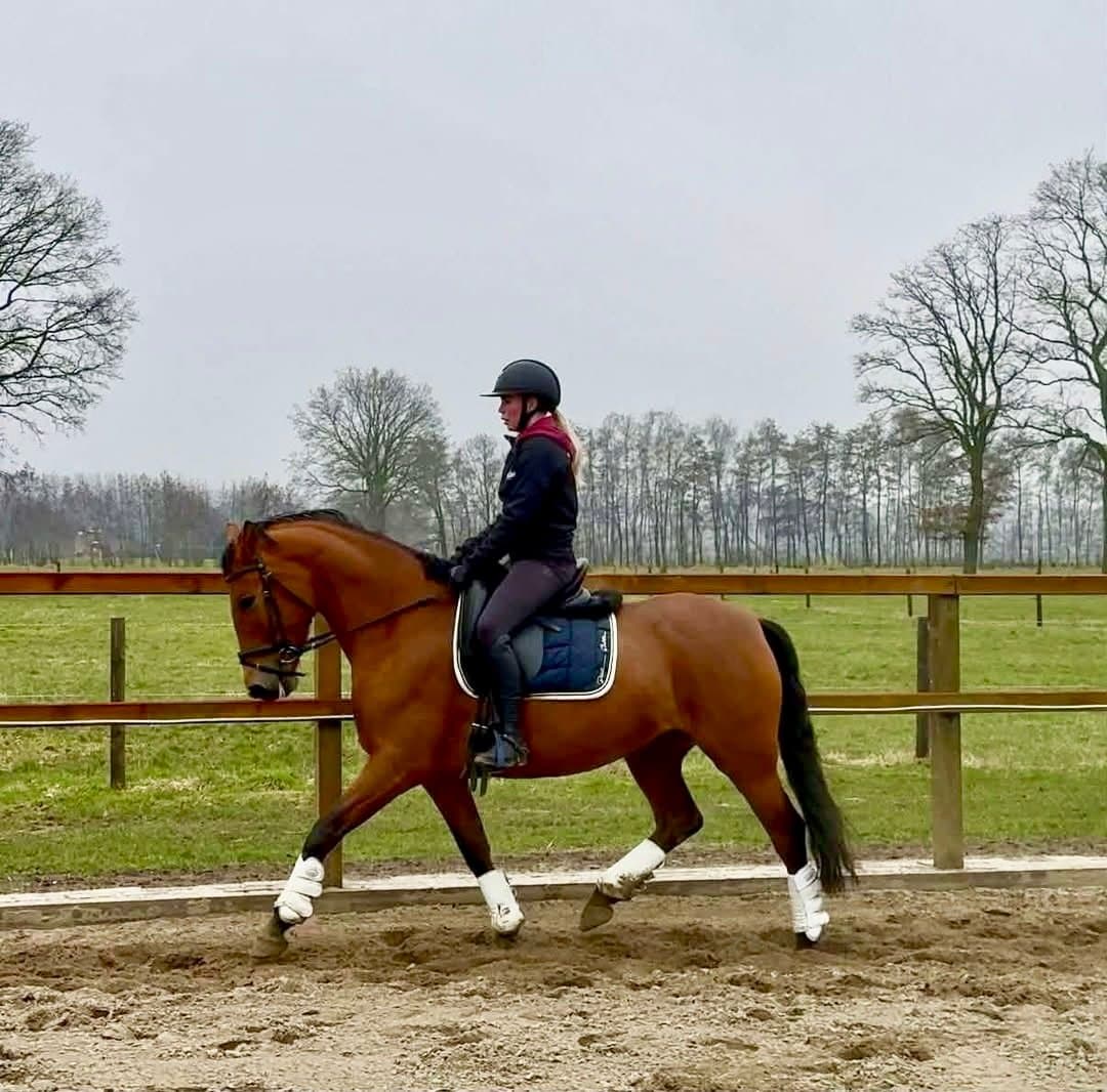 Image 1 of PRE sto med full stam