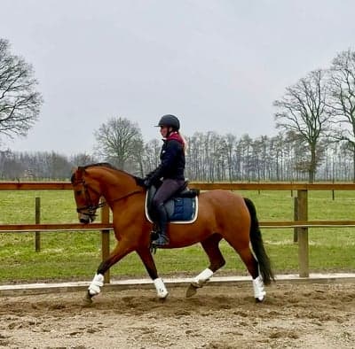 PRE sto med full stam