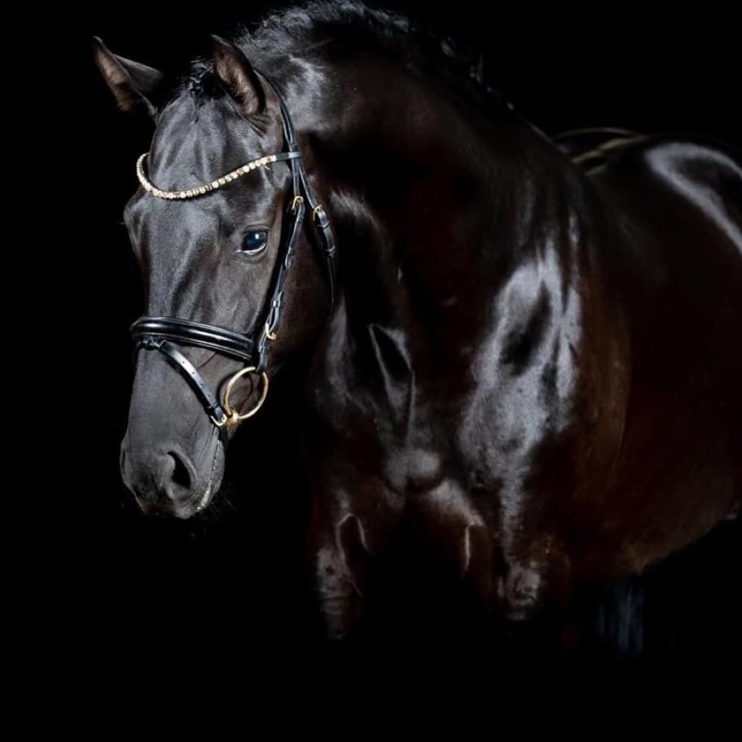 Image 1 of Danish Dynamite