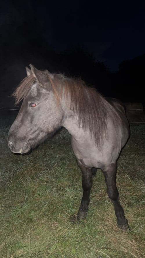 Bild av Snäll men bestämd häst som söker ny ryttare 