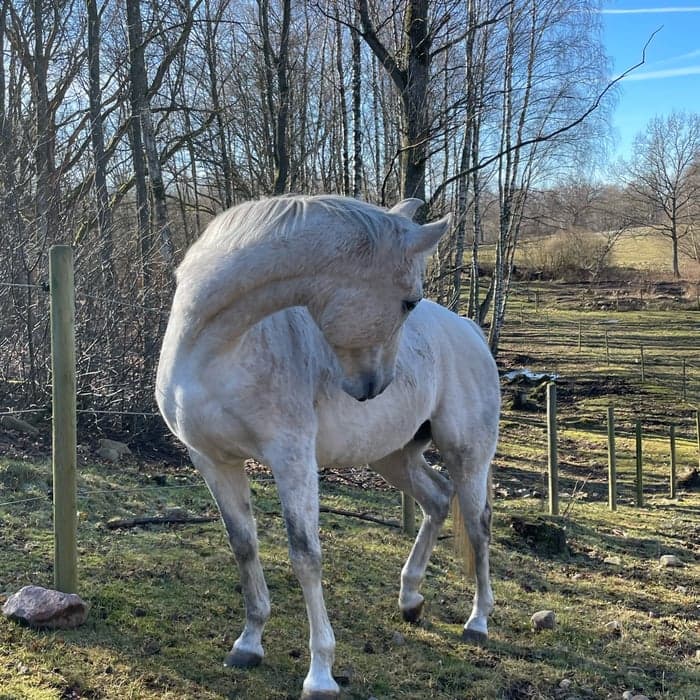 Media 1 av Princessa