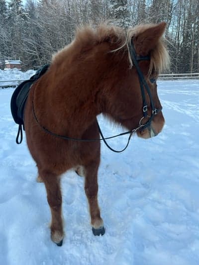 Inlägg 19 av Islandshäst med titeln ☃️❄️