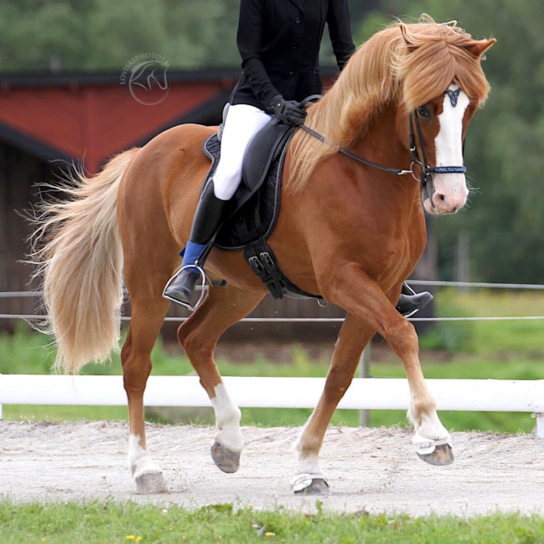 Bild 1 av Sæfari från Skeppargården