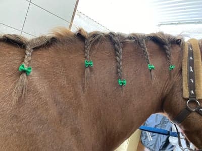 Inlägg 9 av Lusitano med titeln Rebujito 6 år 💚