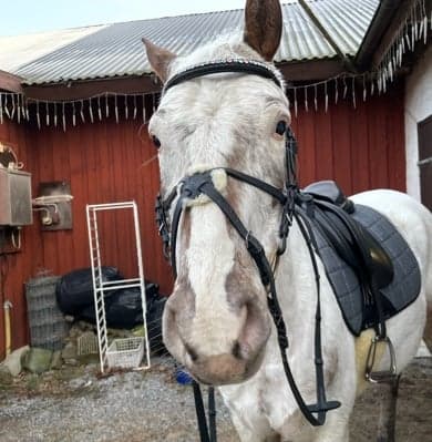 Media 1 av Gorrion "sparven"