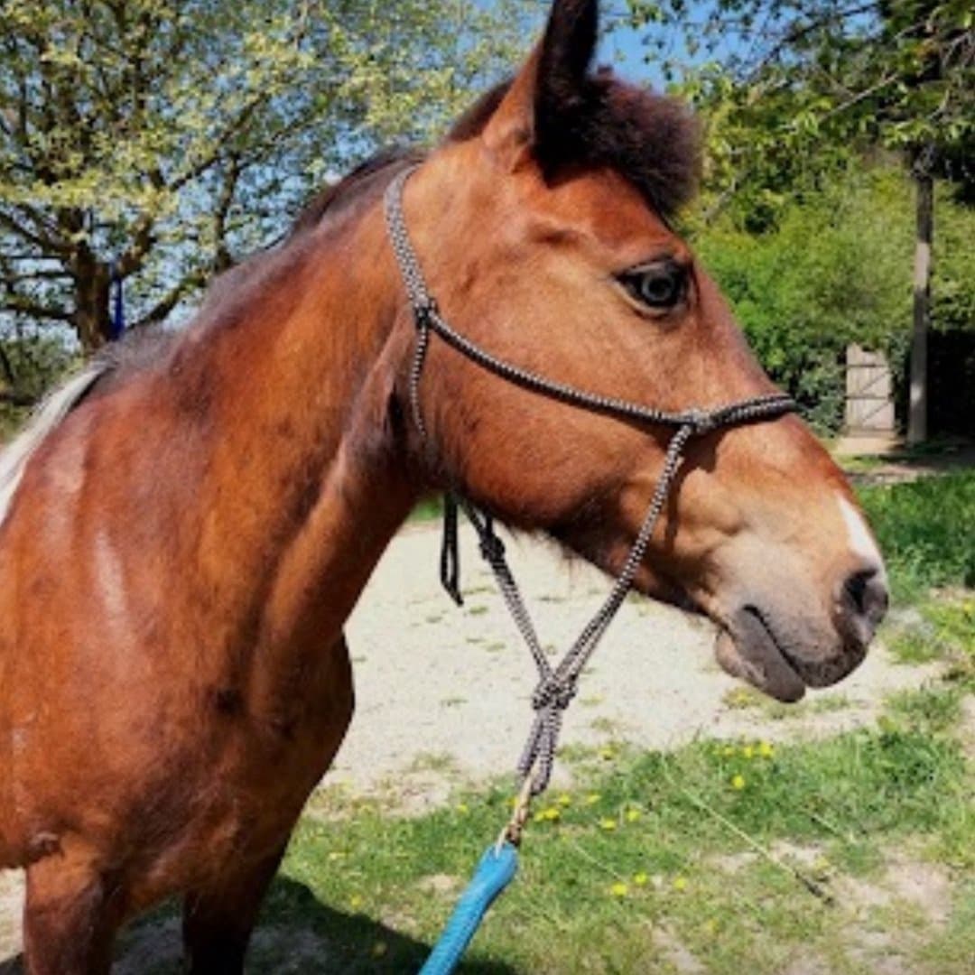 Bild 1 av pirouette de namaspamoos