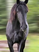 Profile picture of Cupido af Aspa