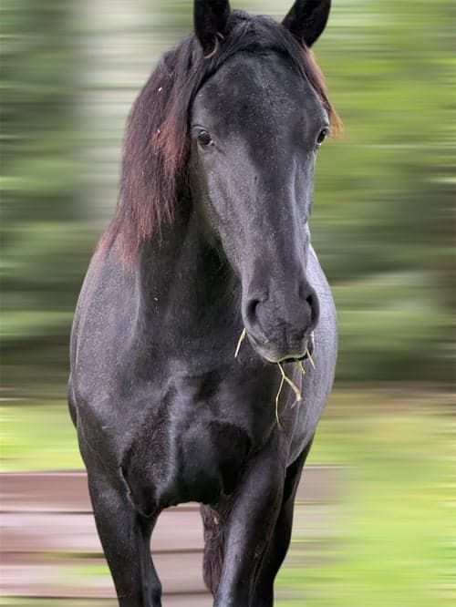 Bild av Warlander Valack