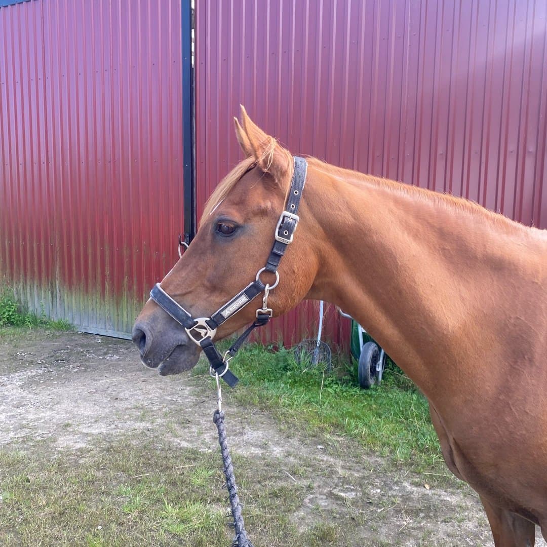 Bild 1 av Rugholms Bandit