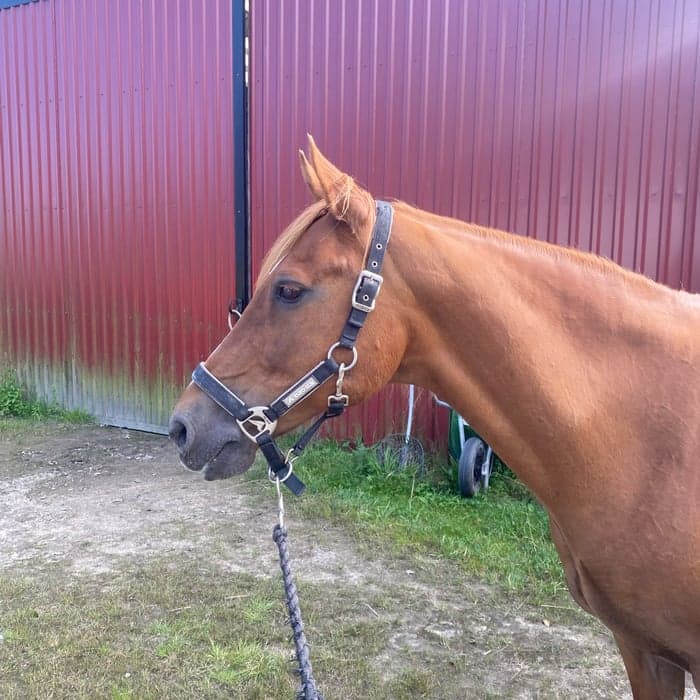 Media 1 av Rugholms Bandit