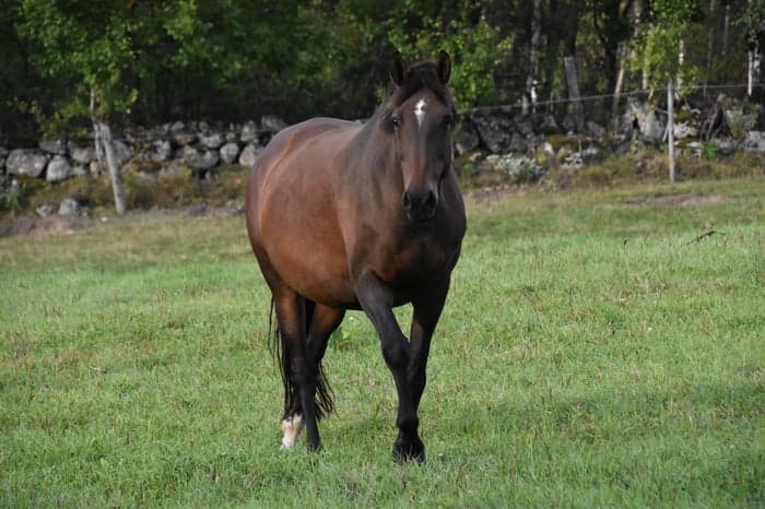 Media 1 of Favorite Carma K2