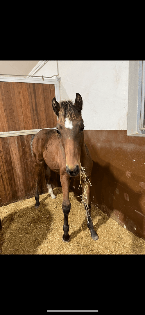 Bild av 1  års hingst