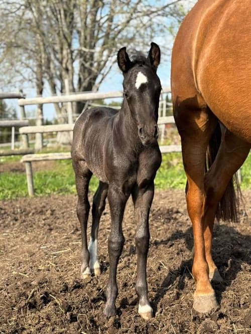 Bild av Blivande C-ponny e: Quintus 