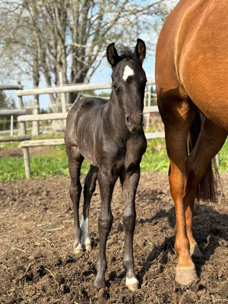 Bild 2 av Blivande C-ponny e: Quintus 