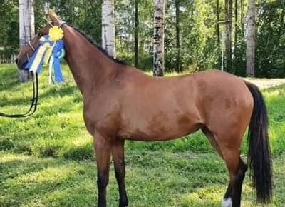 Inlägg 4 av Angloarab med titeln Hopp diplom😍